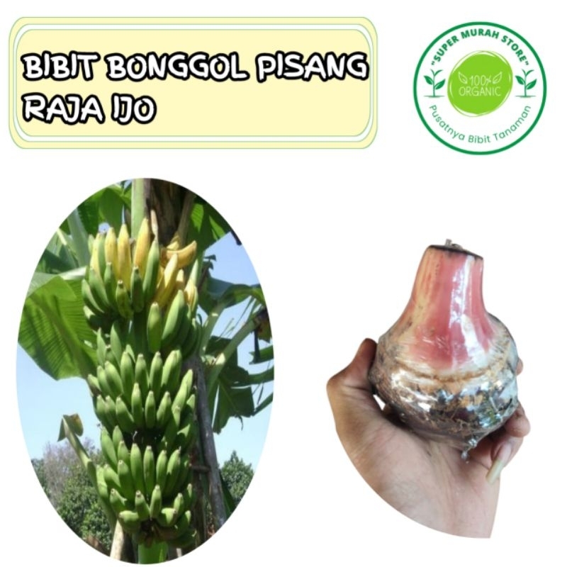 bibit bonggol pisang raja ijo original 100%