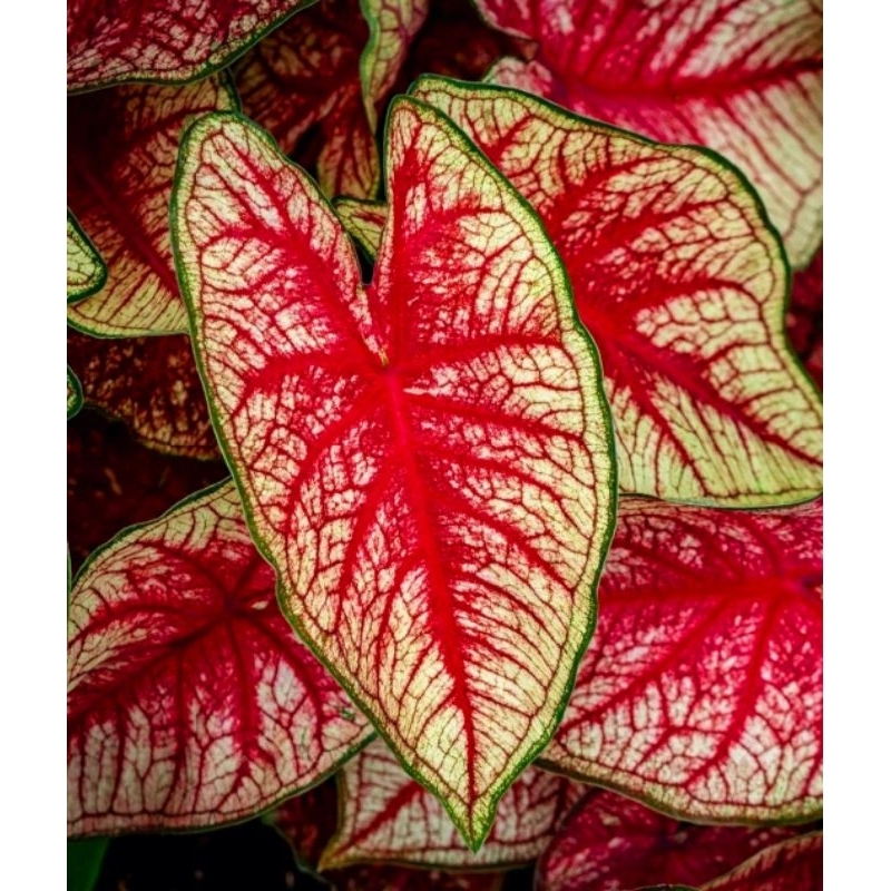 Tanaman Hias Keladi Seksy Pink Bunga Hias Keladi Caladium Anakan Murah Merah BUKAN BONGGOL
