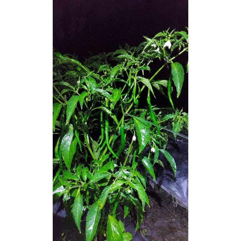 

cabai keriting ijo