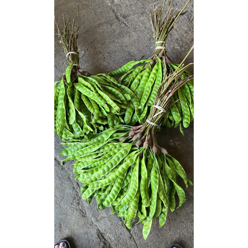 

PETE PENDEK ISI 15papan