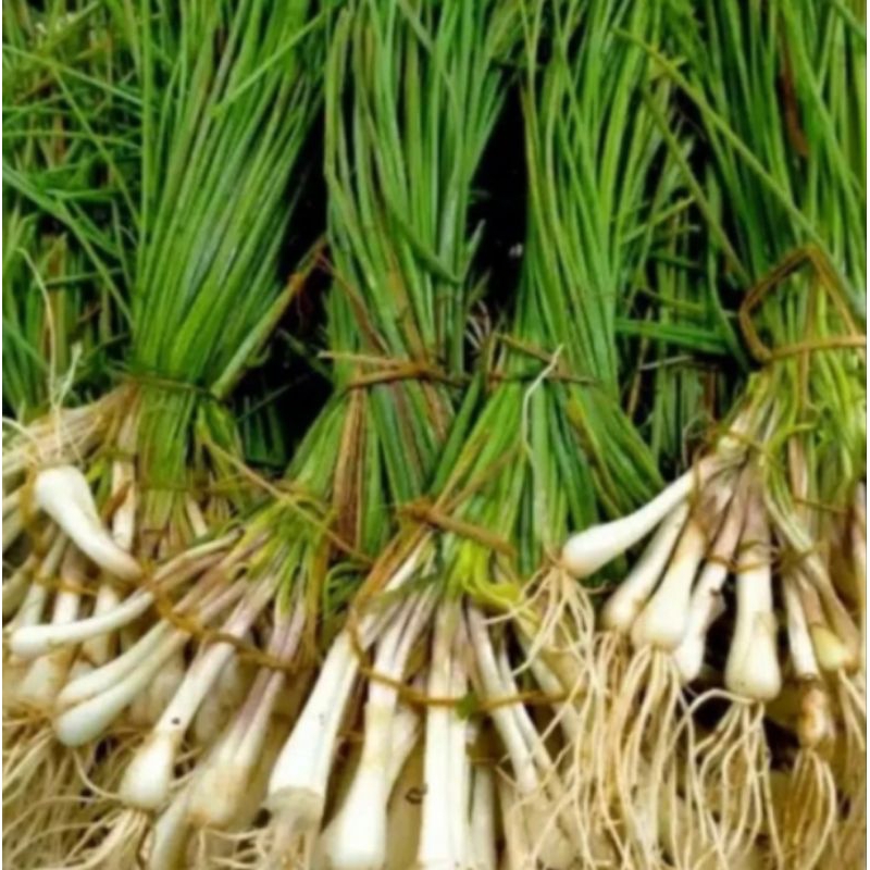 

lengkio/kucay khas gunung gagak, 250gr