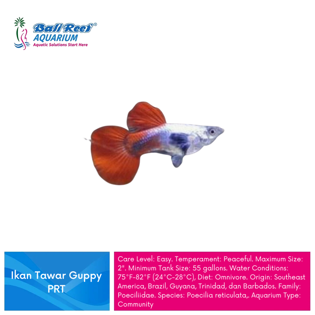 Ikan Hias Air Tawar Guppy Hiasan Aquascape