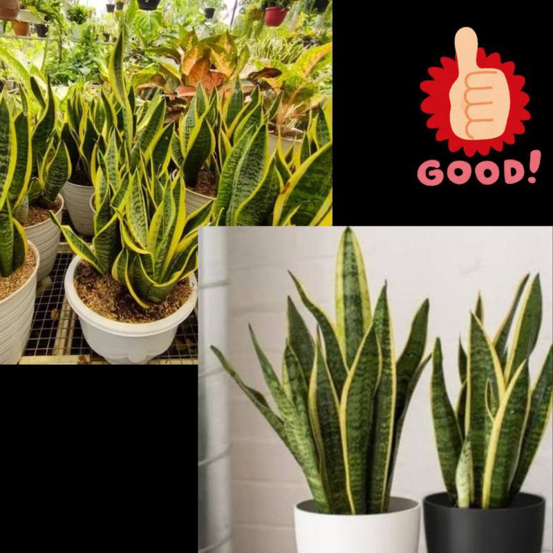 10Pohon Tanaman Lidah Mertua Hidup, Tanaman Lidah Mertua Jumbo, Tanaman Lidah Mertua Jumbo Super