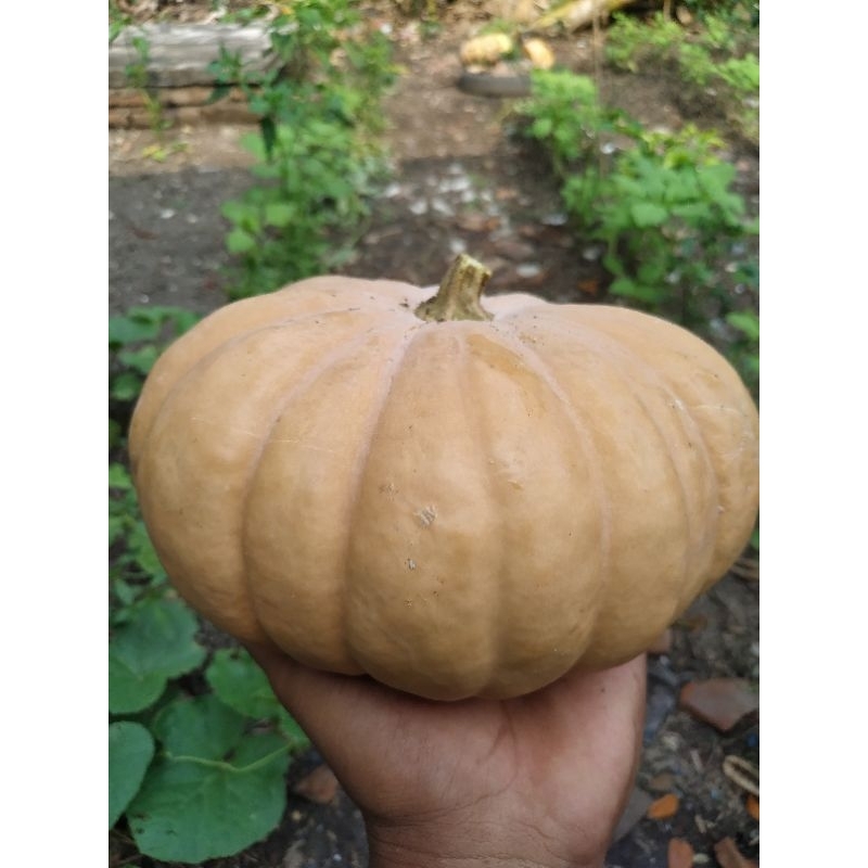 

waluh kuning / waluh / labu lokal / pumpkin