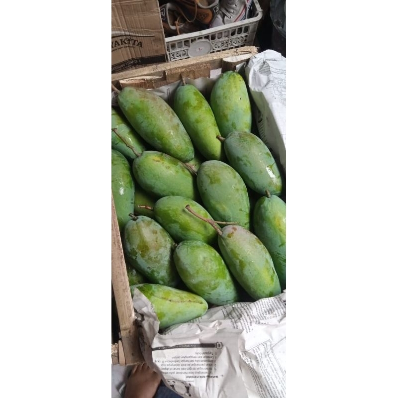 

mangga kiojay mentah mangga Thailand