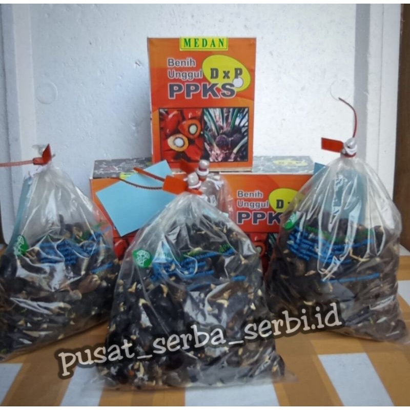 BIBIT SAWIT PPKS MEDAN 540 KUALITAS UNGGUL