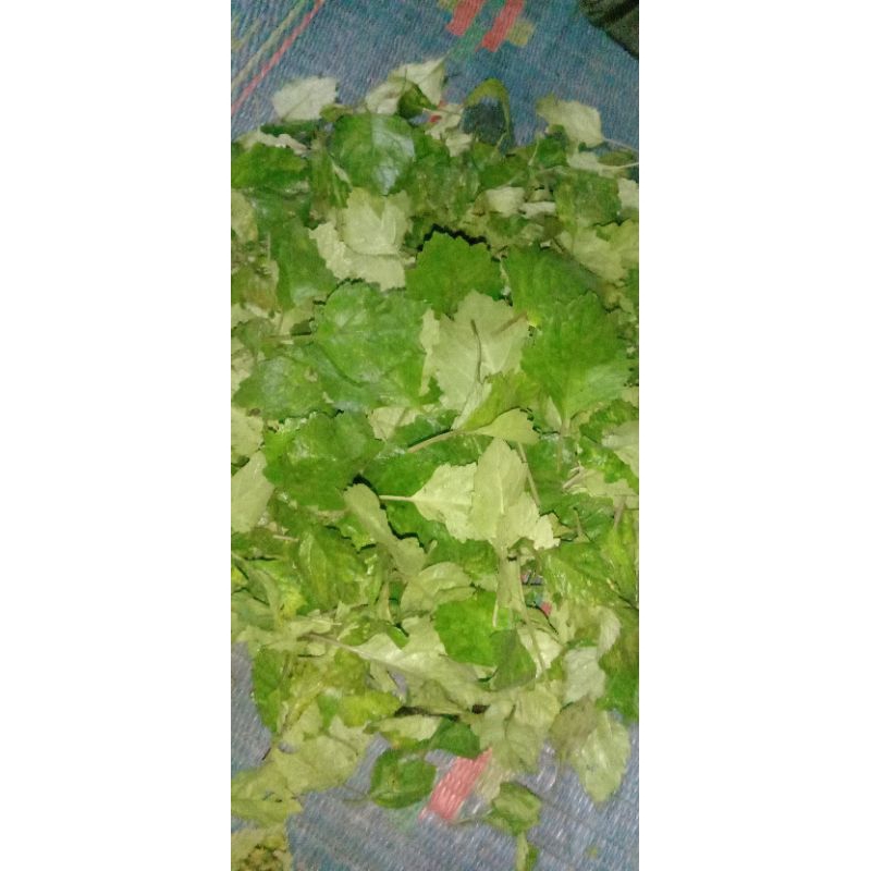 daun Nilam Aceh segar / bahan minyak wangi 1 kg