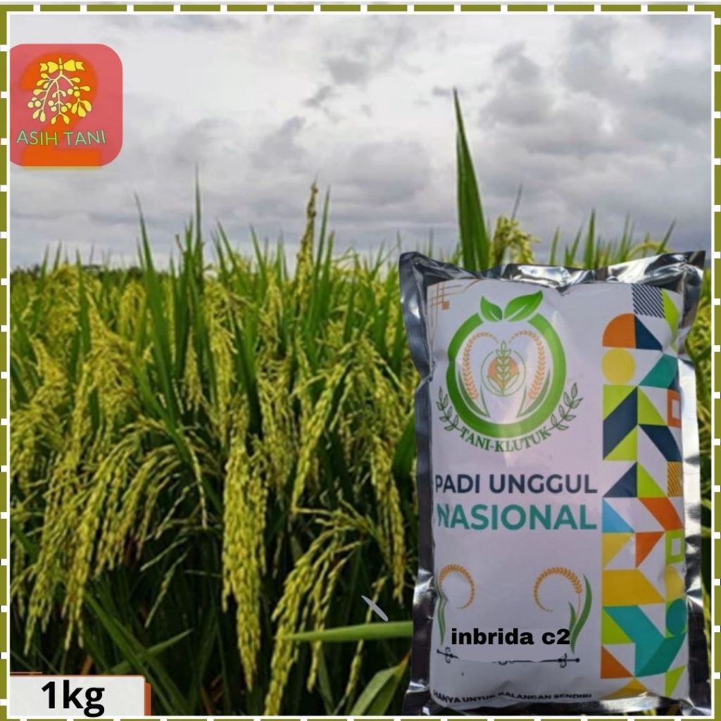 Benih Padi Inbrida C2 Bibit Padi Unggul 1kg