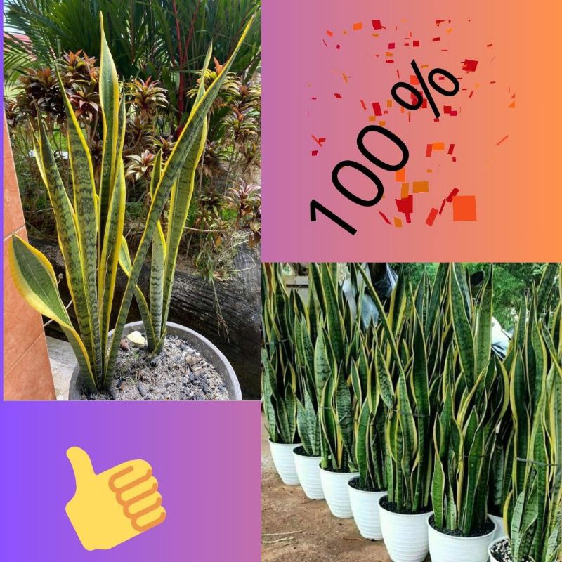 10Pohon Tanaman Lidah Mertua Hidup, Tanaman Lidah Mertua Jumbo, Tanaman Lidah Mertua Jumbo Super