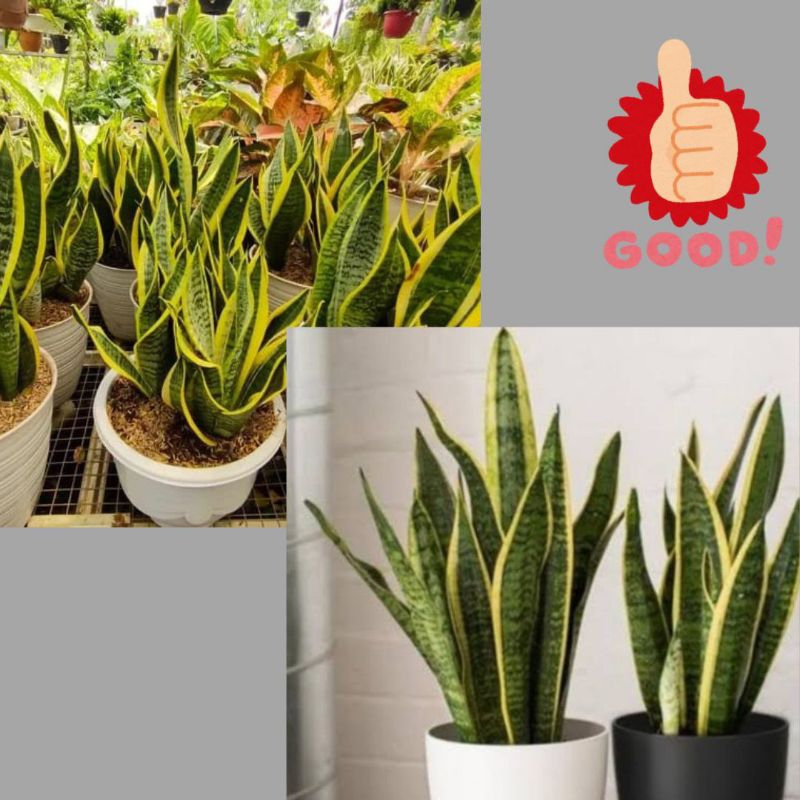 10Pohon Lidah Mertua Hidup, Lidah Mertua Besar, Lidah Mertua Jumbo