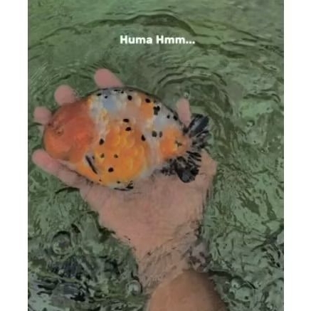 Ikan Mas Koki Oranda Short Tail OST - Fancy High Quality Fish Hias Body Ekor Pendek Tails Premium Su