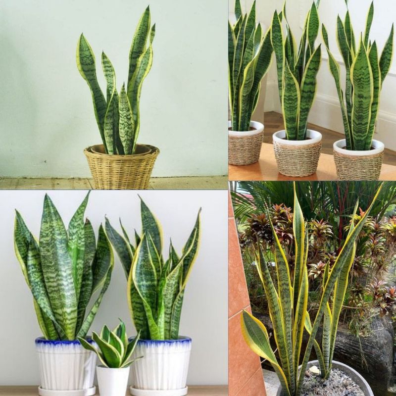 Lidah Mertua Hidup, Lidah Mertua Besar, Lidah Mertua Jumbo