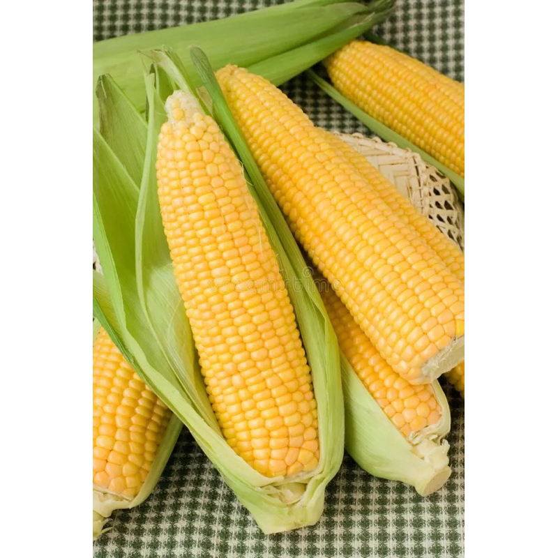 

JAGUNG MANIS 1 Pack ISI 2