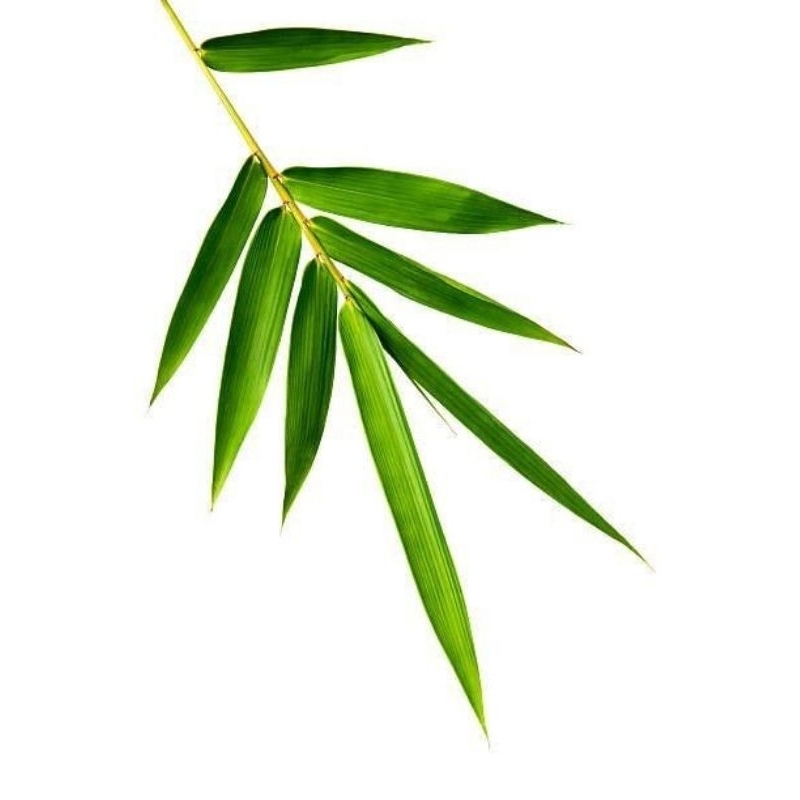 

DAUN BAMBU 8 - 10 CM ,BUNGKUS BAKCANG 50 LEMBAR