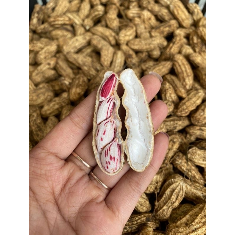 

kacang lurik