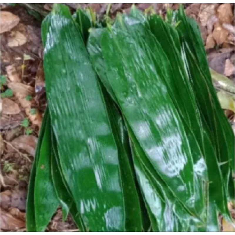 

Daun bambu, bungkus bakcang/pcs termurah