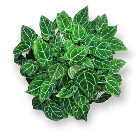 Tanaman hias kuping gajah mini rimbun