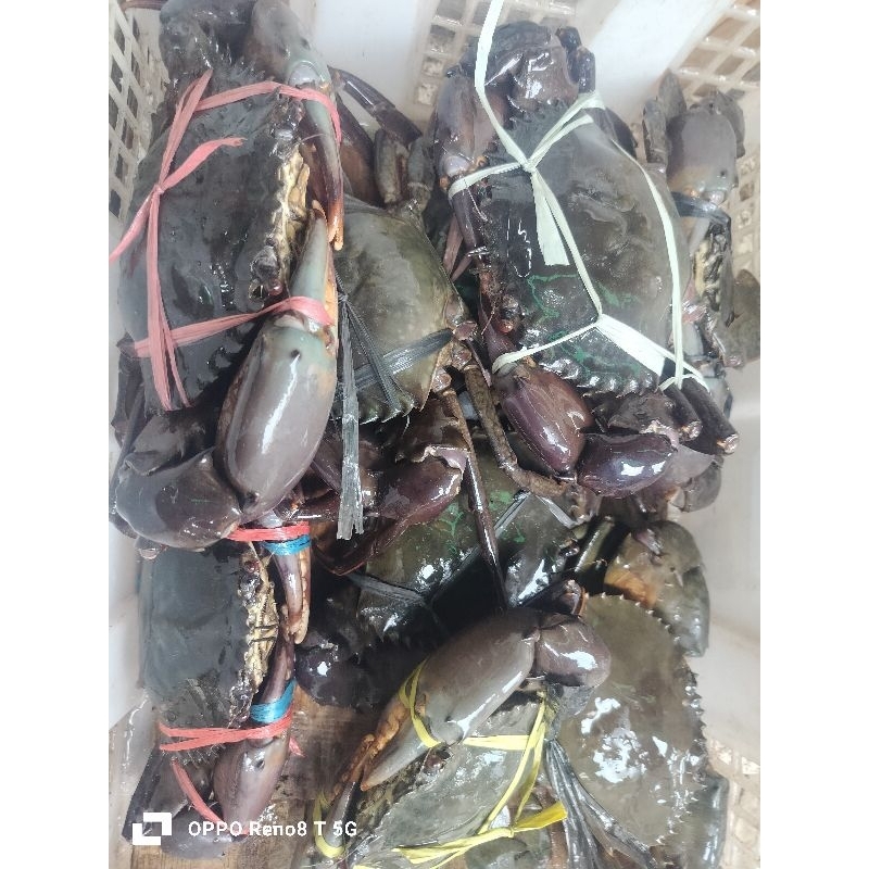 

kepiting hidup segar 1 kg