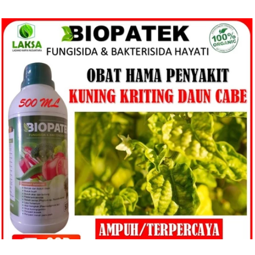 Top Obat Atasi Virus Kuning / Daun kriting Pada Tanaman Cabe - Obat Cabe Paling Ampuh - Isi 500ML Re