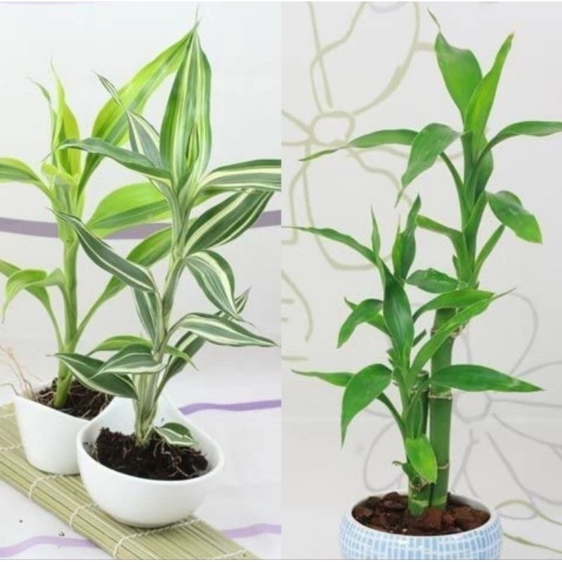 paket 3 jenis bambu hoki tanaman keberuntungan lucky bamboo