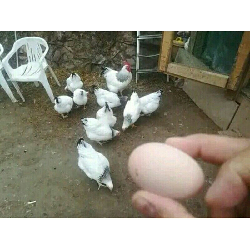 

Telur fertil ayam sussex. untuk di tetaskan