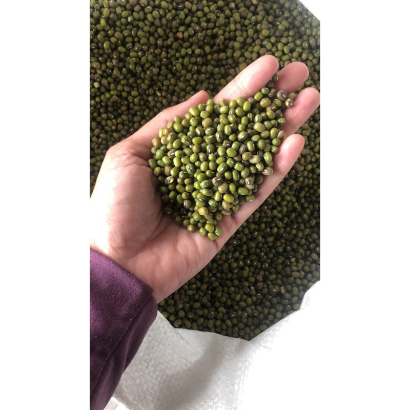 

Kacang hijau Ausie
