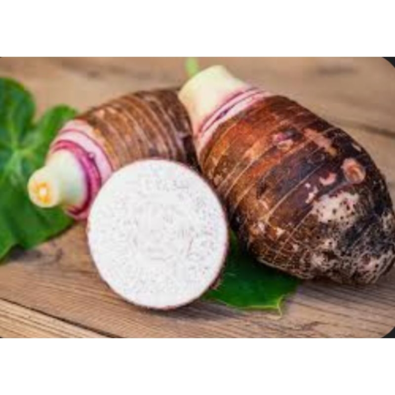 

Bentol /bentol pratama /talas bogor langsung dr petani