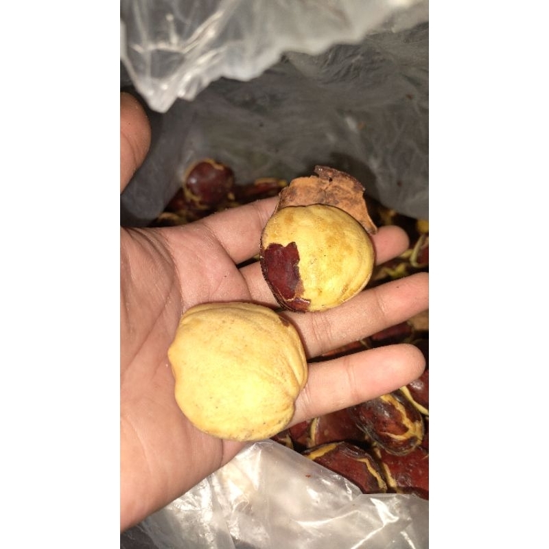 

JENGKOL MENTAH / SEPI
