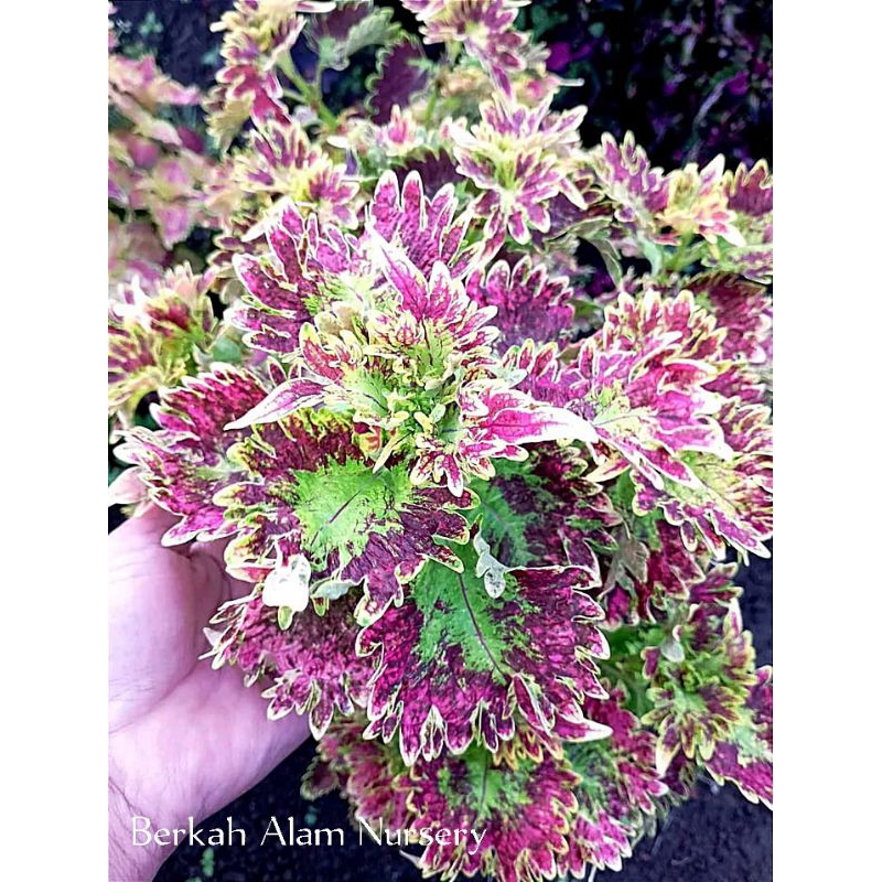 no 226//miana ratu Segoro//miana baru//