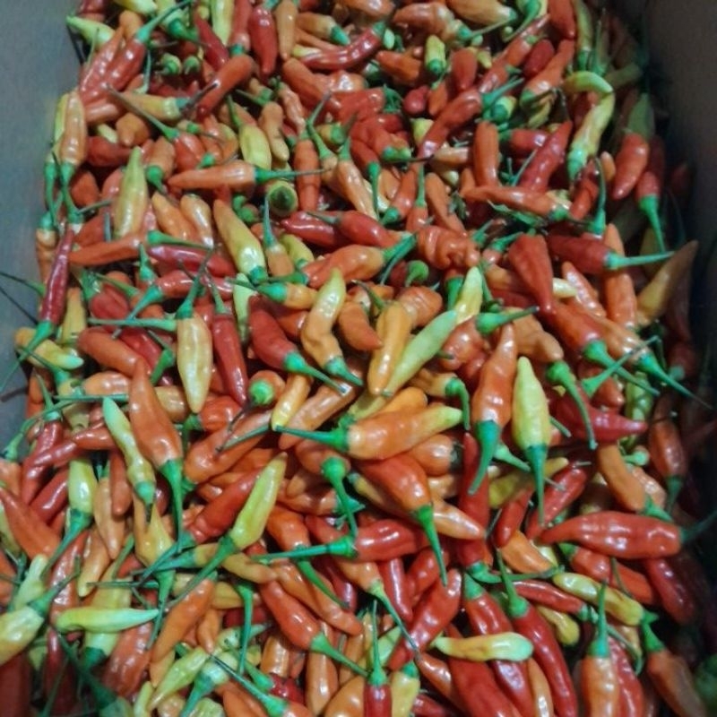 

cabe rawit ori super