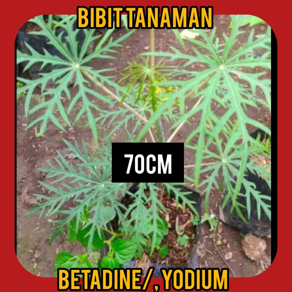 Bibit Betadine / Yodium 70 cm