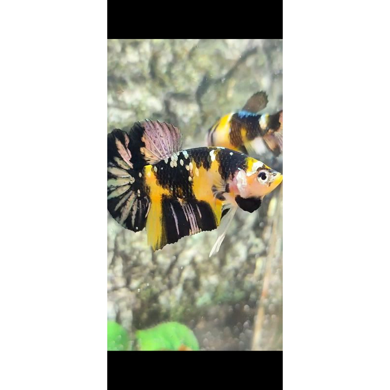ikan cupang yellow koi cooper besgel