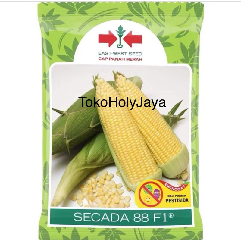 Benih jagung manis SECADA 88 F1 1750 butir dari panah merah secada