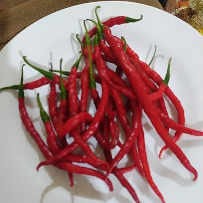 

Cabe Keriting Padang 500gr
