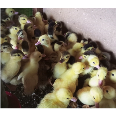 Entok - bibit entok  - entok kecil - anak entok asli