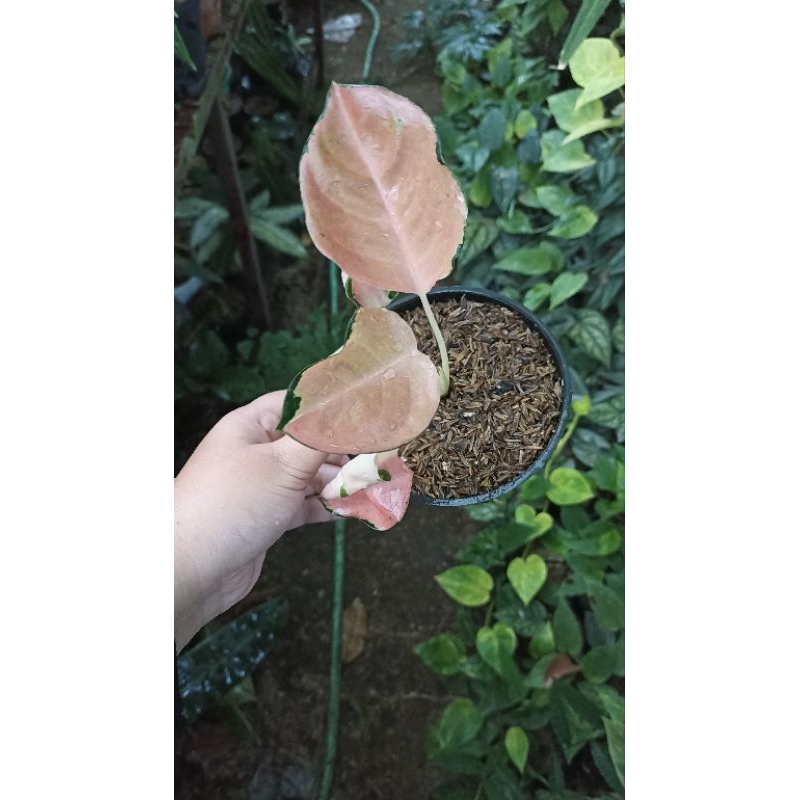 Aglaonema / Aglonema Kochin Tembaga Varian