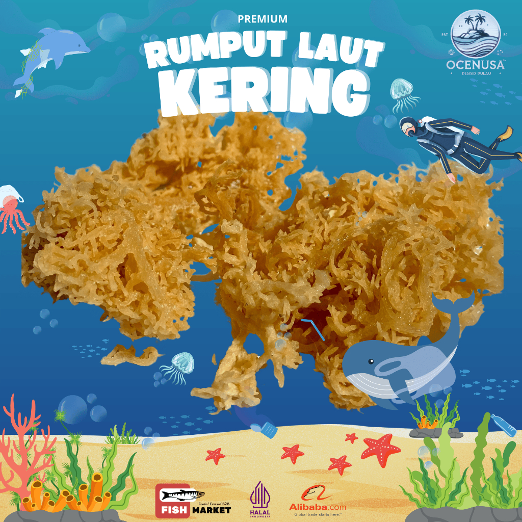 

Rumput Laut Kering/ Eucheuma Cottoni (Kualitas Premium) 1kg