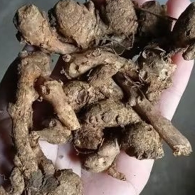 

Temu Kunci/Rempah Kunci