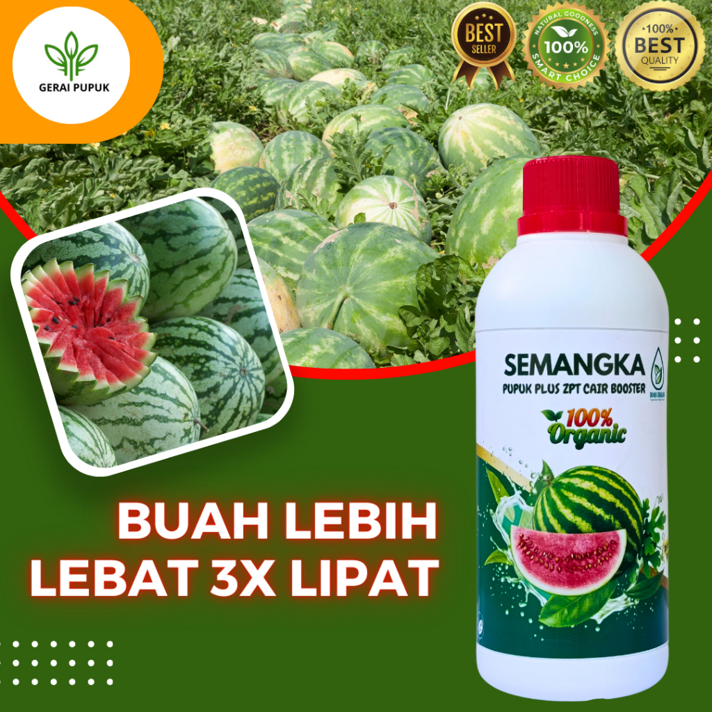 Pupuk Pemanis Buah Semangka | Pupuk Pelebat Buah Semangka | Pupuk Pembesar Buah Semangka Ampuh