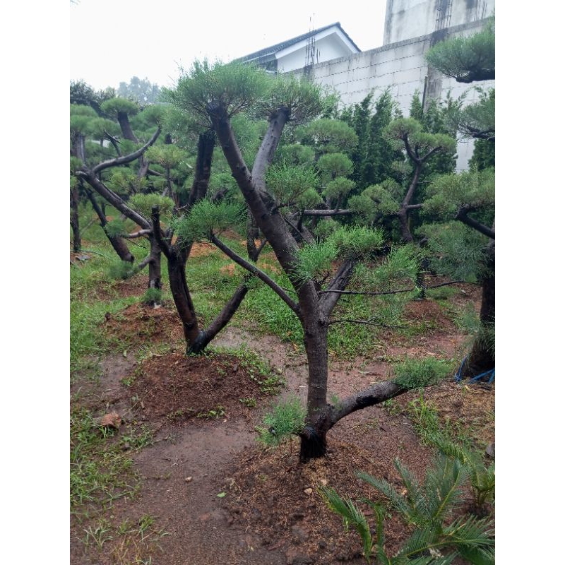Bonsai cemara udang Tinggi 1 meter up//Tanaman hias tuk taman//pohon cemara udang