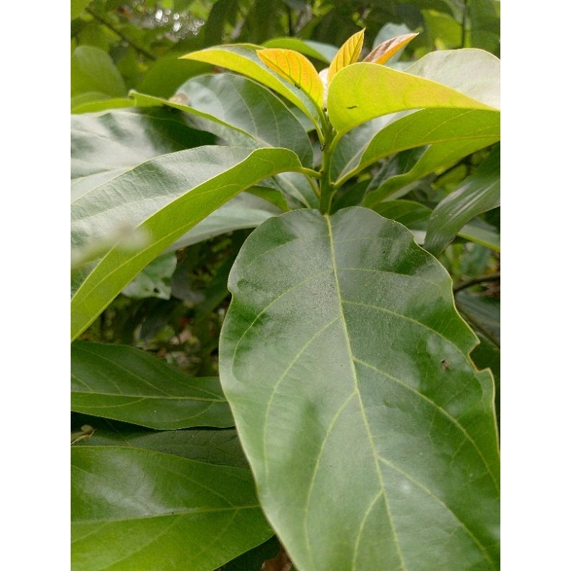 

daun alpukat segar 100 lembar