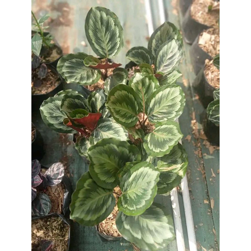 calathea medalion v2