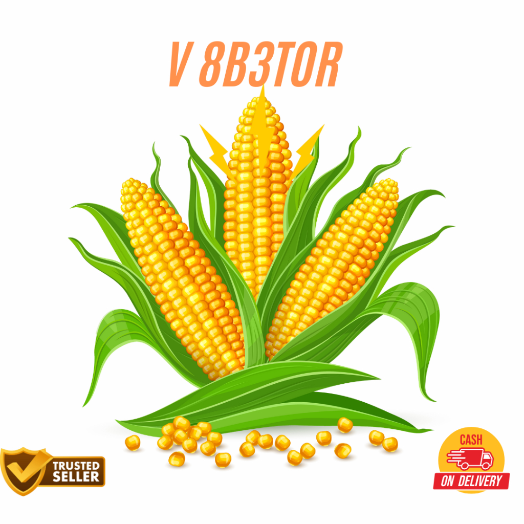 

Ready jagung manis segar