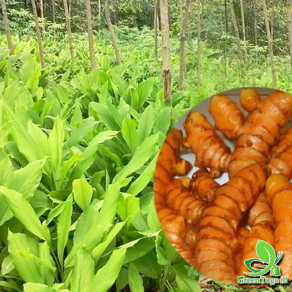 

DAUN KUNYIT UNTUK BUMBU SEGAR SETIAP HARI 100gr - 250gr