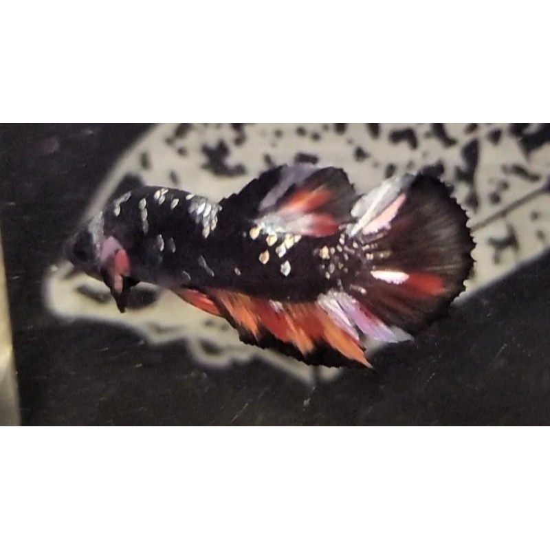 

CUPANG AVATAR COPPER NEMO