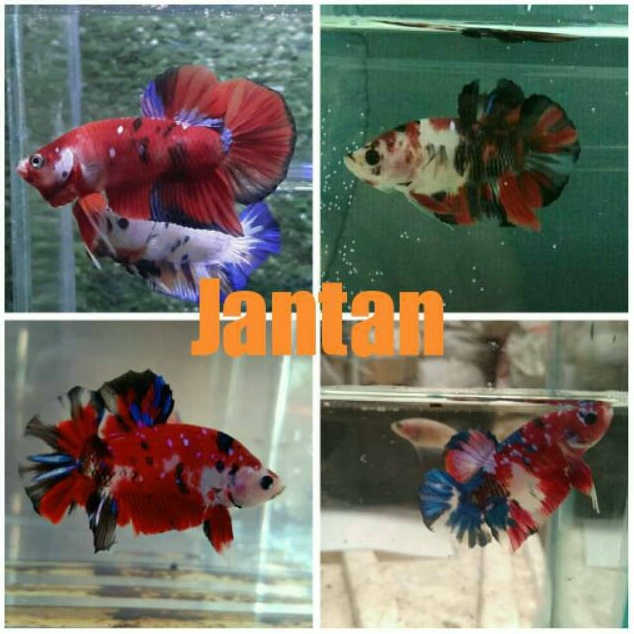 Diskon 4 SEPASANG Ikan Cupang Koi Galaxy Jantan Betina Male Female Siap Kawin