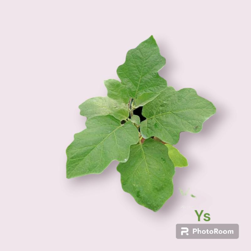 

sayuran terong gelatik