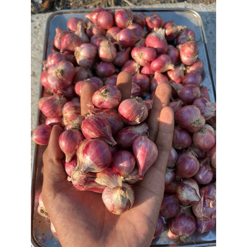 

bawang merah super 500g