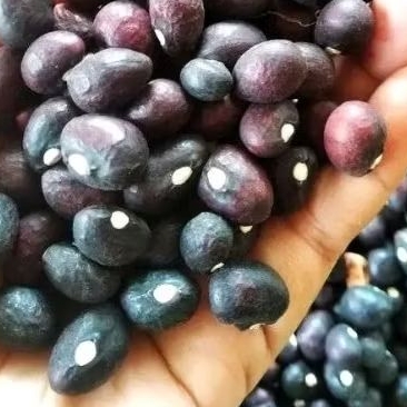 

135 benih kacang bogor | Bibit Kacang Banten | Bibit Kacang Bogor