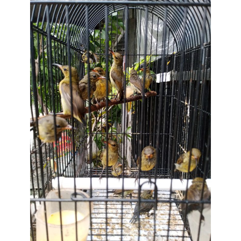 konin jantan sudah jinak rajin